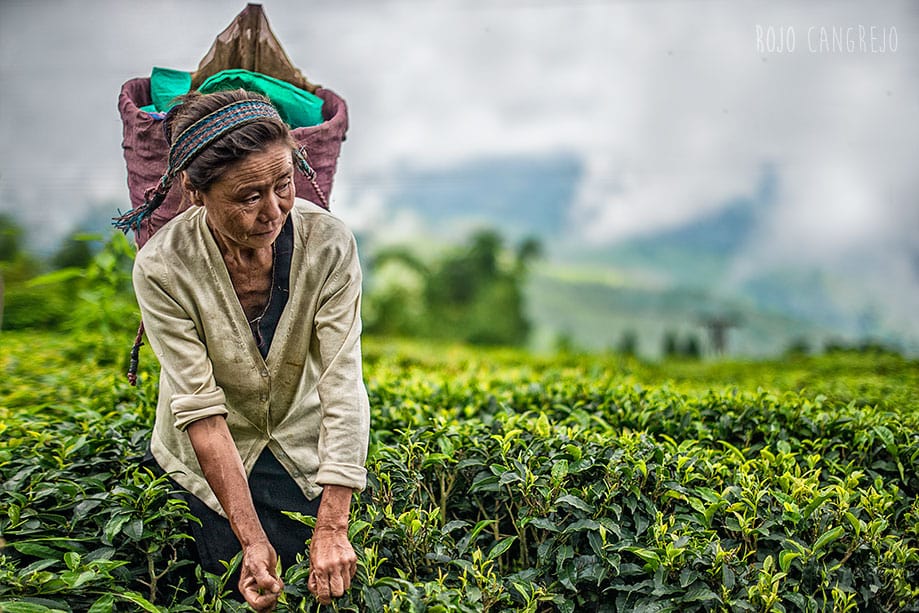 darjeeling cómo llegar