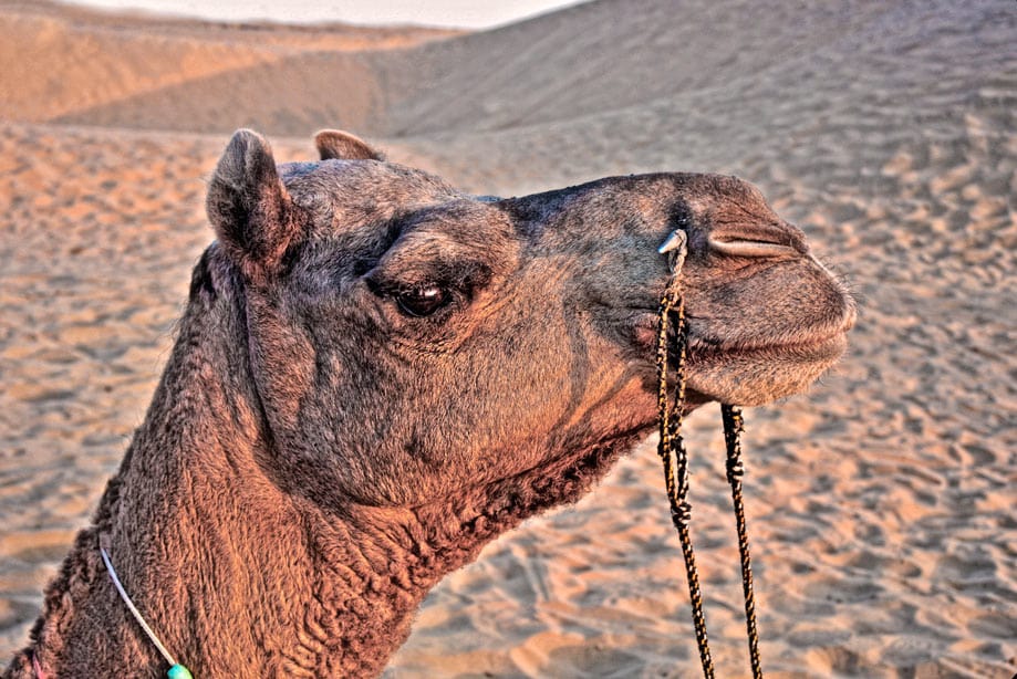 qué ver en Jaisalmer