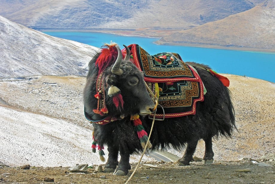 tibet china