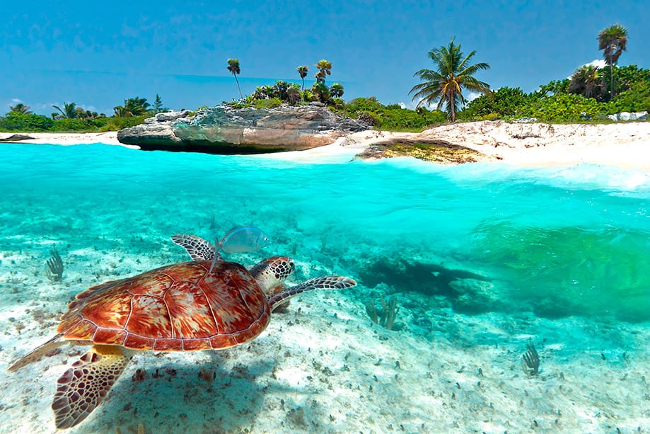 Dónde bucear en Riviera Maya