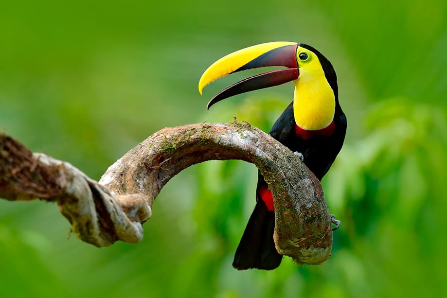 Fauna de Costa Rica