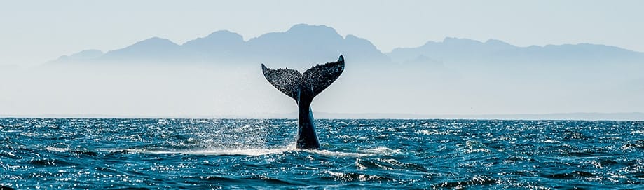 ballenas en Sudáfrica | Rojo Cangrejo Blog de viajes