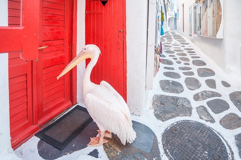 Pelícano Petros en Mykonos | Rojo Cangrejo Blog de viajes