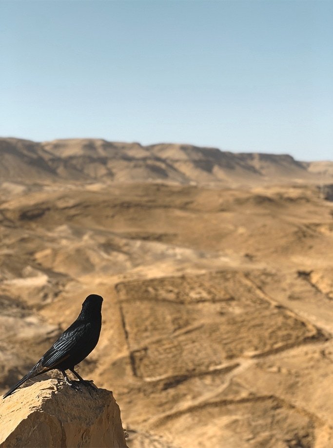 cómo llegar a Masada desde Jerusalén | Rojo Cangrejo