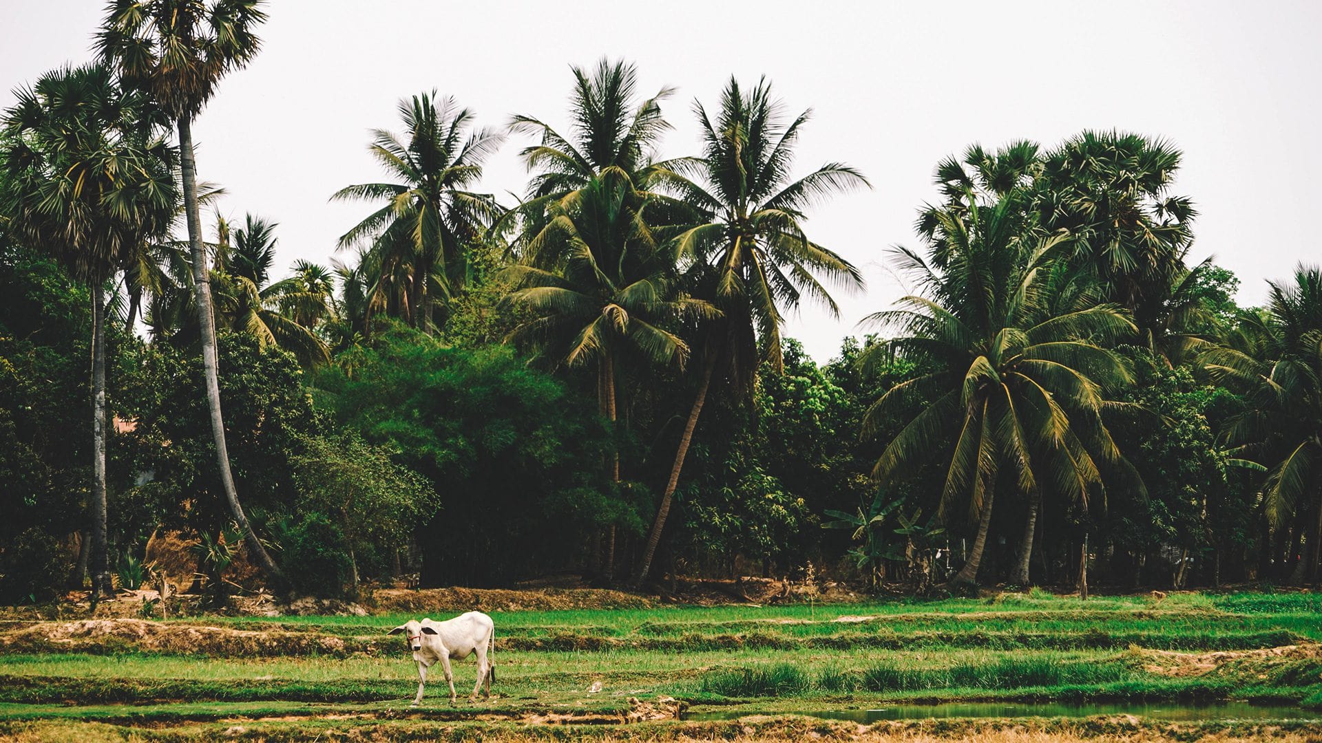 Cómo ir a Siem Reap | Rojo Cangrejo Blog de Viajes