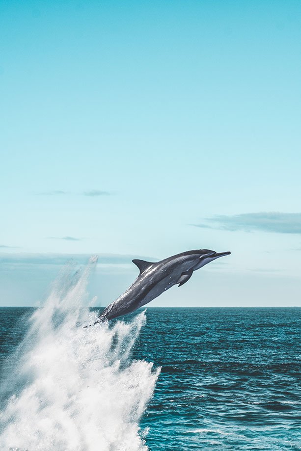 dónde ver delfines en Gibraltar | Rojo Cangrejo Blog de Viajes