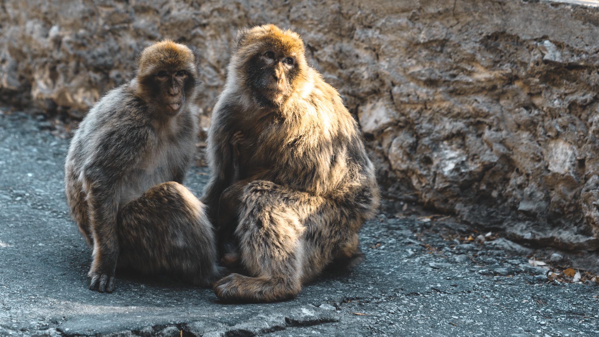 Gibraltar monos horario | Rojo Cangrejo Blog de Viajes