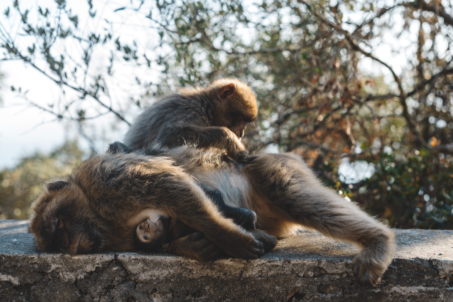 Gibraltar monos salvajes | Rojo Cangrejo Blog de Viajes