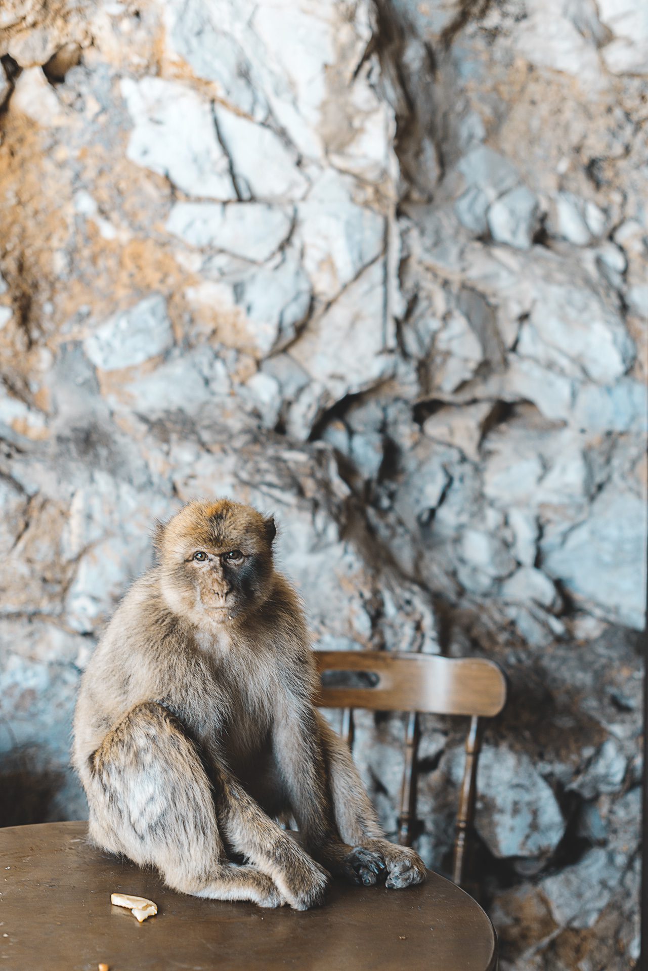 monos-gibraltar-donde ver Gibraltar cosas que ver | Rojo Cangrejo Blog de Viajes