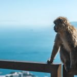 Gibraltar historia | Rojo Cangrejo Blog de Viajes